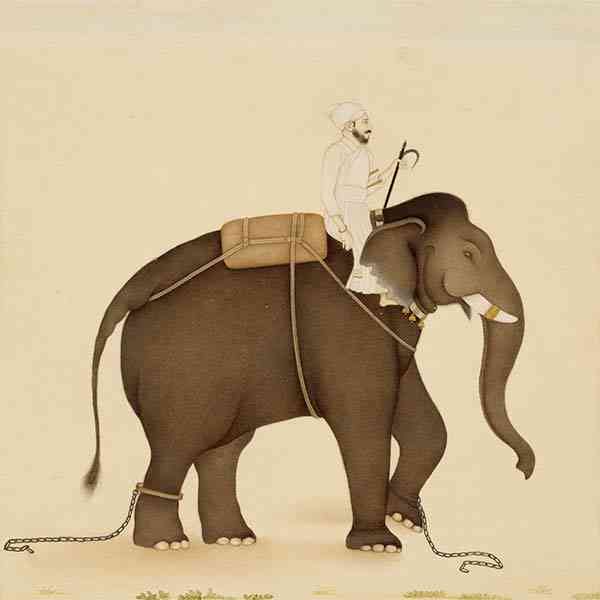 elephant-rider2-600x600.jpg